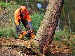 Best Root Management and Removal  in Alamo Heights, TX