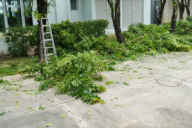 Best Tree Cabling and Bracing  in Alamo Heights, TX