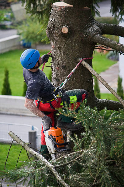 Best Palm Tree Trimming  in Alamo Heights, TX